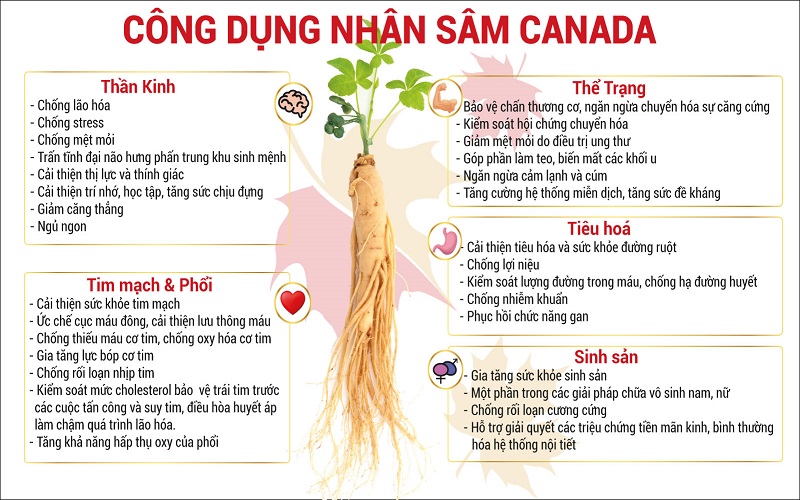 danh-gia-toan-dien-ve-nhan-sam-va-tao-do-hoa-tan-cnd-ginseng-2